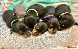 Miniature Pinscher dogs for sale: Gorgeous MinPin Puppies-Ready from 8th Dec! - Advert 30