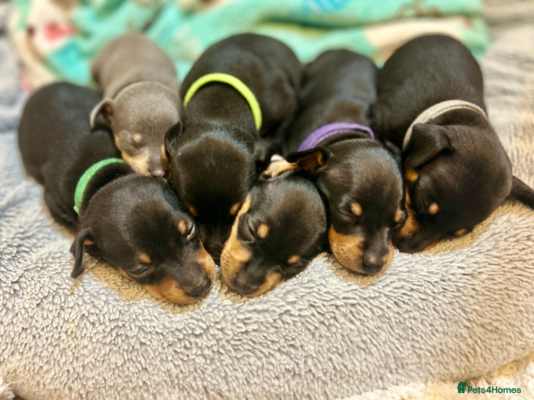 Miniature Pinscher dogs for sale: Gorgeous MinPin Puppies-Ready from 8th Dec! - Advert 30