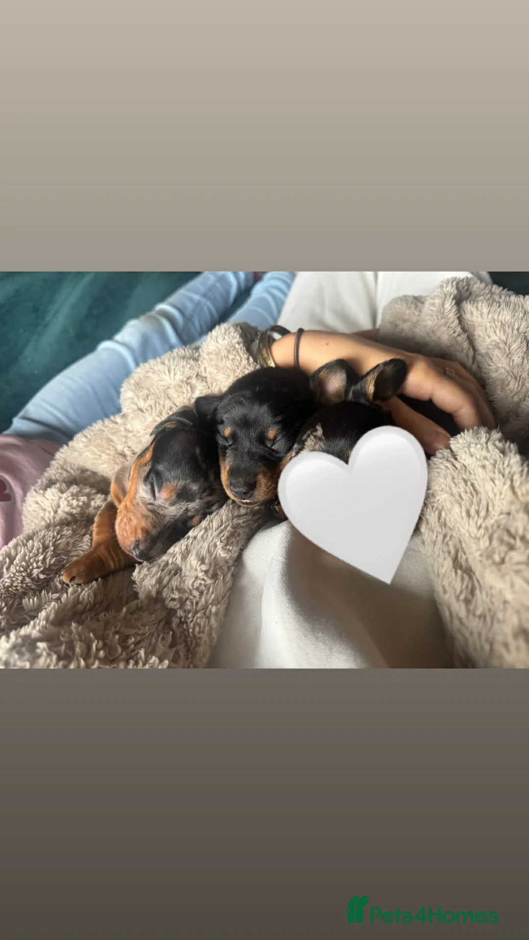 Miniature Dachshund dogs for sale: Miniature daschunds 2 girls - Advert 2