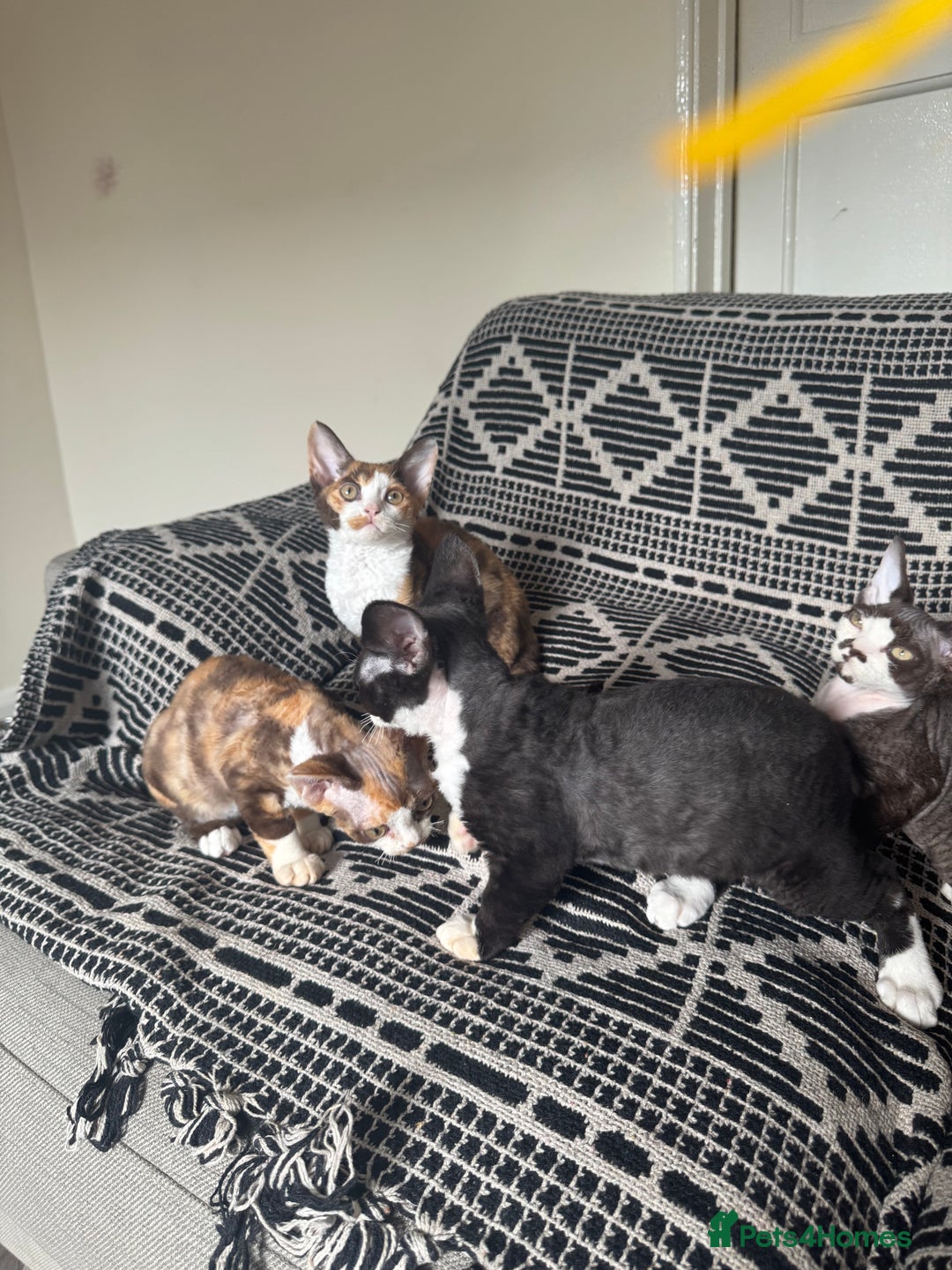 Devon Rex cats for sale: 1 girl left Devon Rex Kittens – Exceptional Type  in Stamford - Image 24