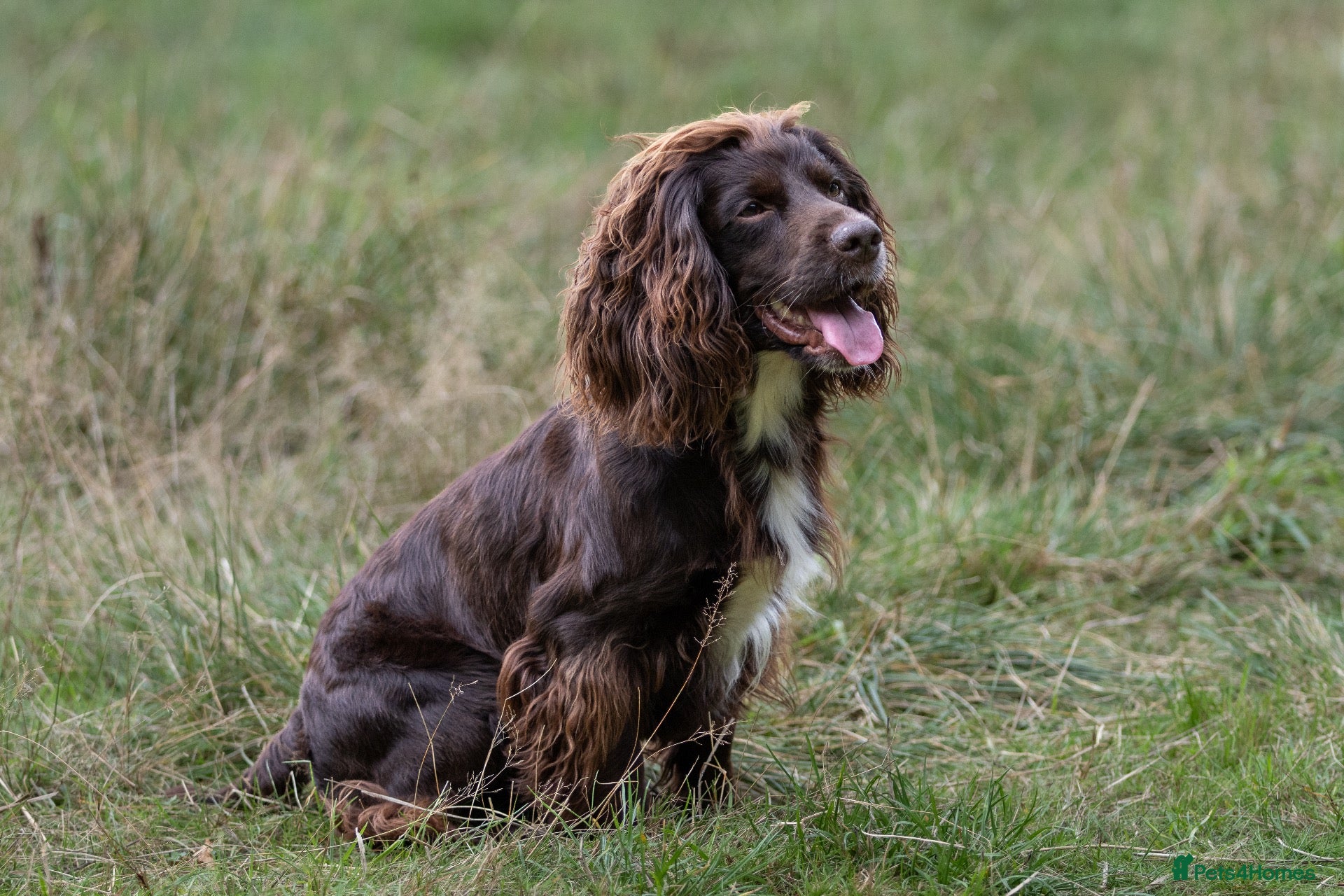 Cocker Spaniel dogs Working Cocker Spaniel For Stud - Advert 3