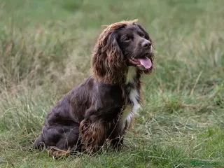 Cocker Spaniel dogs Working Cocker Spaniel For Stud - Advert 4