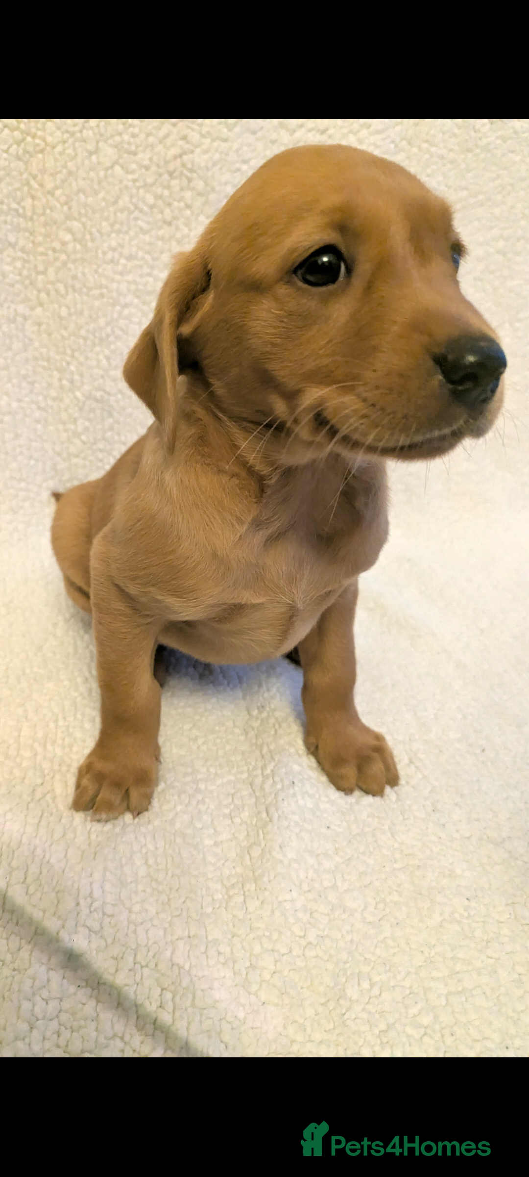 Labrador Retriever dogs for sale: Fox red Labradors  - Advert 14