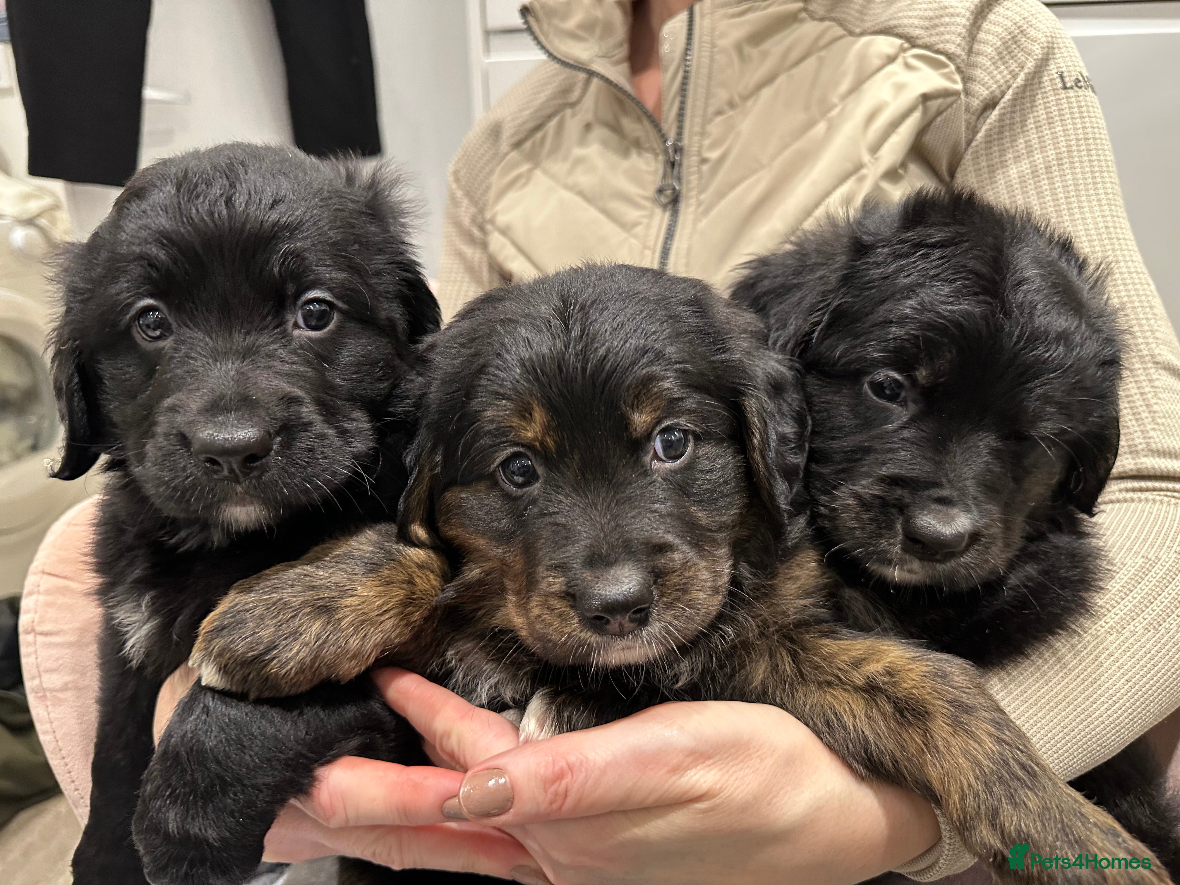 Bernese Mountain Dog dogs Wonderful litter of Golden Mountain Dogs - Advert 3