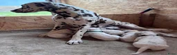 Dalmatian dogs for sale: 😍Gorgeous KC Registered Liver spotted Dalmatians. - Advert 10