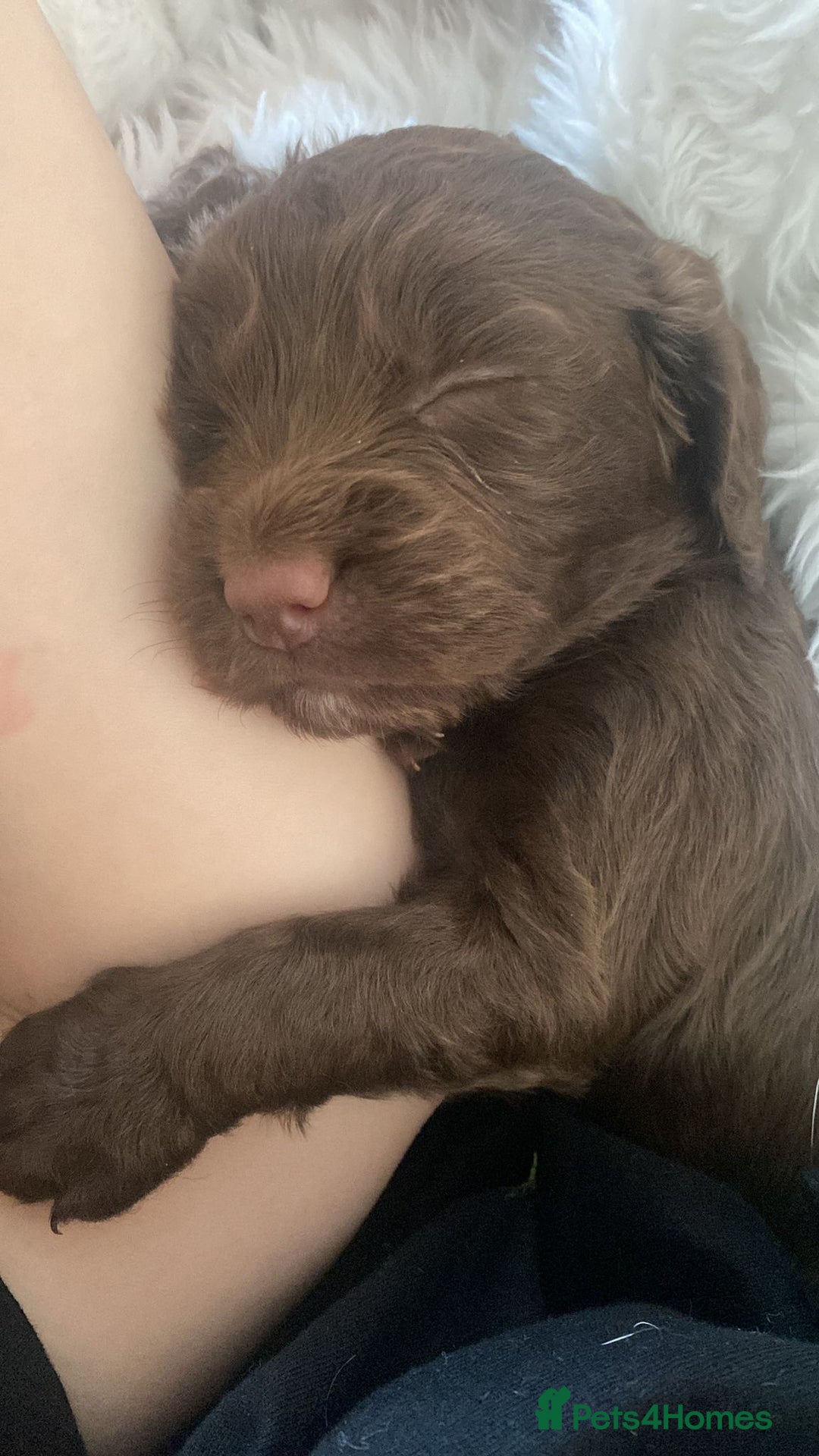 Cocker Spaniel dogs for sale: 🐶cocker spaniel puppies 🐶  - Image 13