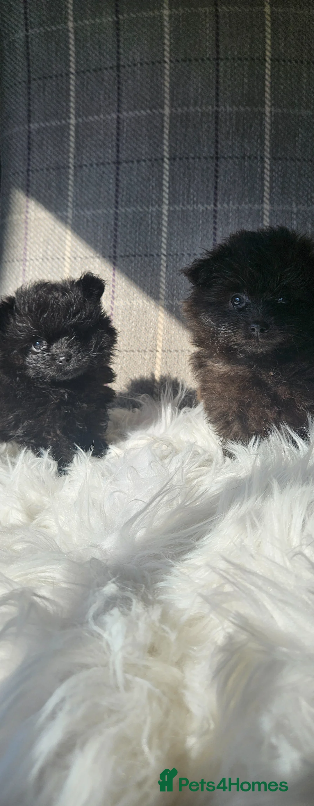 Pomapoo dogs for sale: Pompoo girls in Llanelli - Advert 2