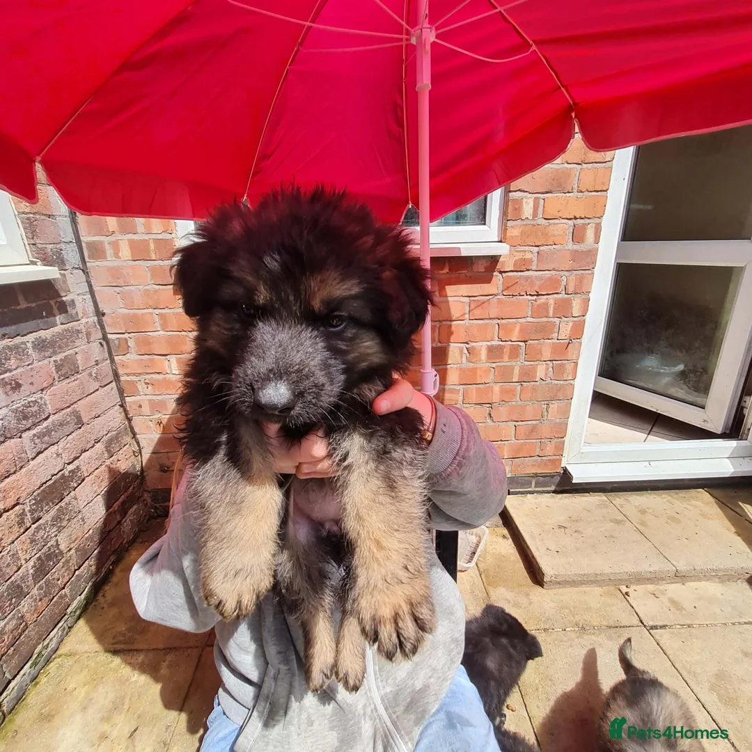 Mixed Breed dogs for sale: Beautiful German shepherd x northern Inuit puppies in Stoke-on-Trent - Advert 9