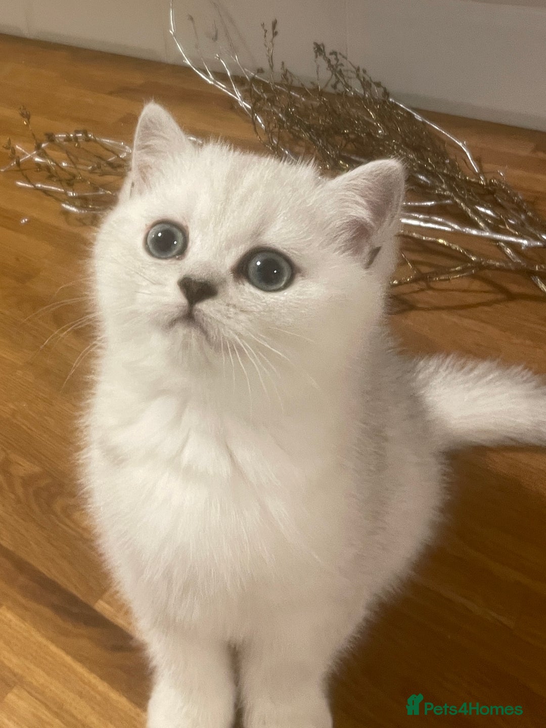 British Shorthair cats for sale: Beautiful registered British Shorthair boy - Advert 2