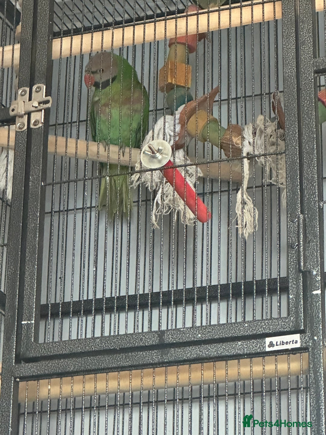 Parakeets birds for sale: Moustache Parakeet - Advert 2