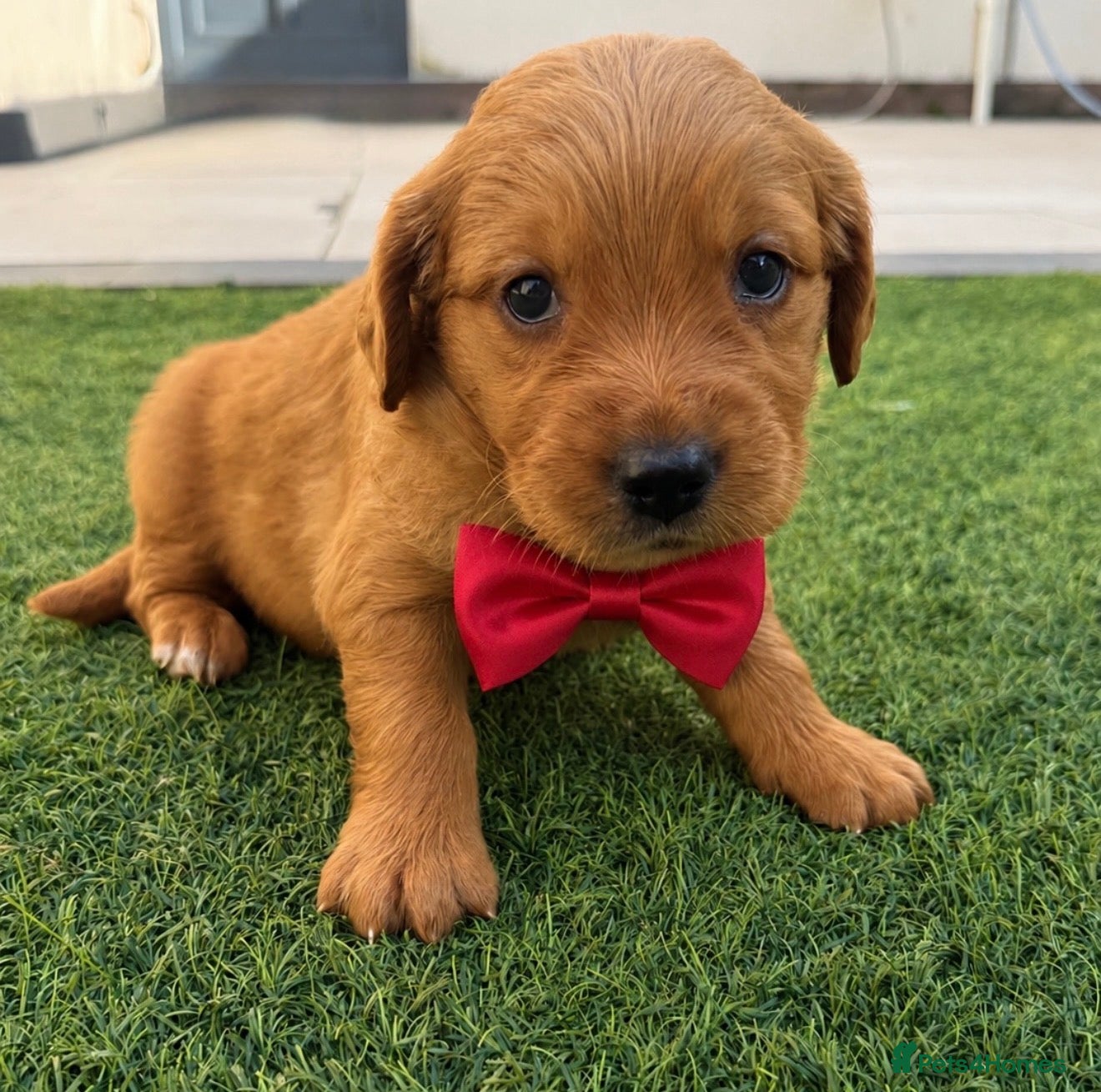 Golden Retriever dogs KC Dark Golden Retrievers 🧬 Health Tested Parents - Advert 2
