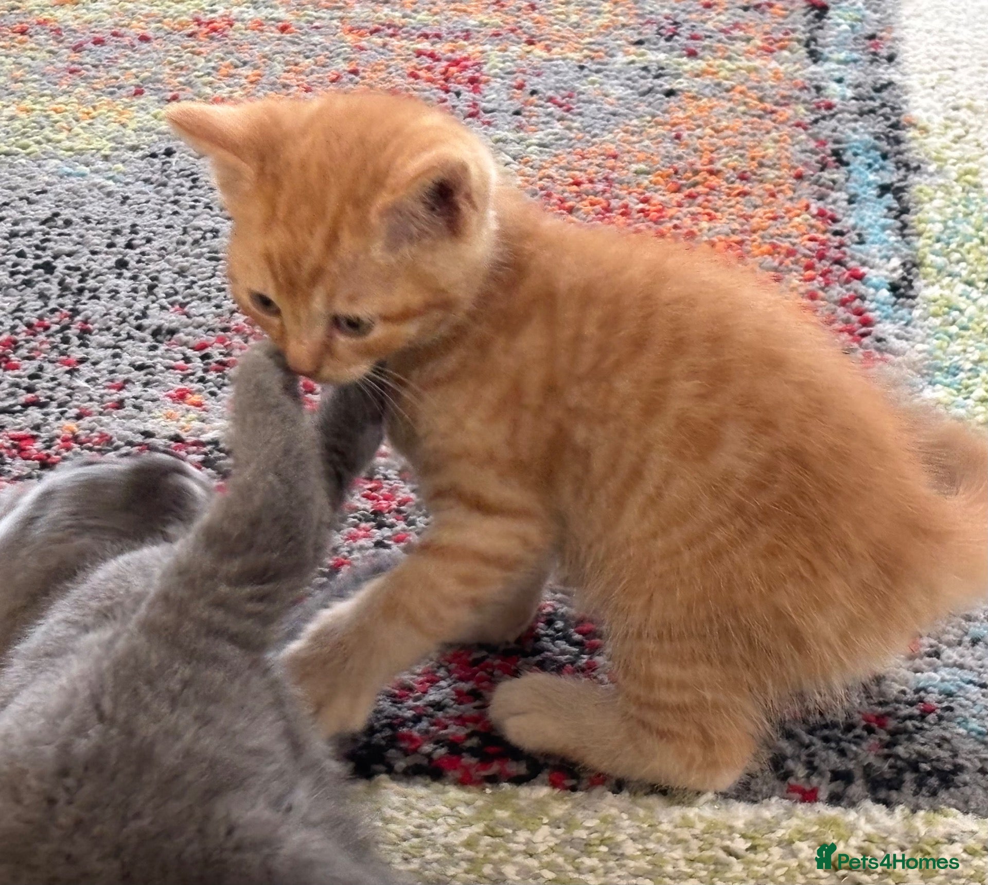 Mixed Breed cats Half bengal half BSH litter  - Advert 2