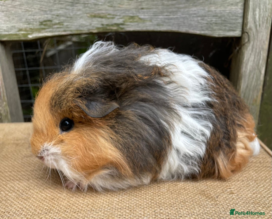 Guinea Pig rodents for sale: Lovely baby girls - Image 5