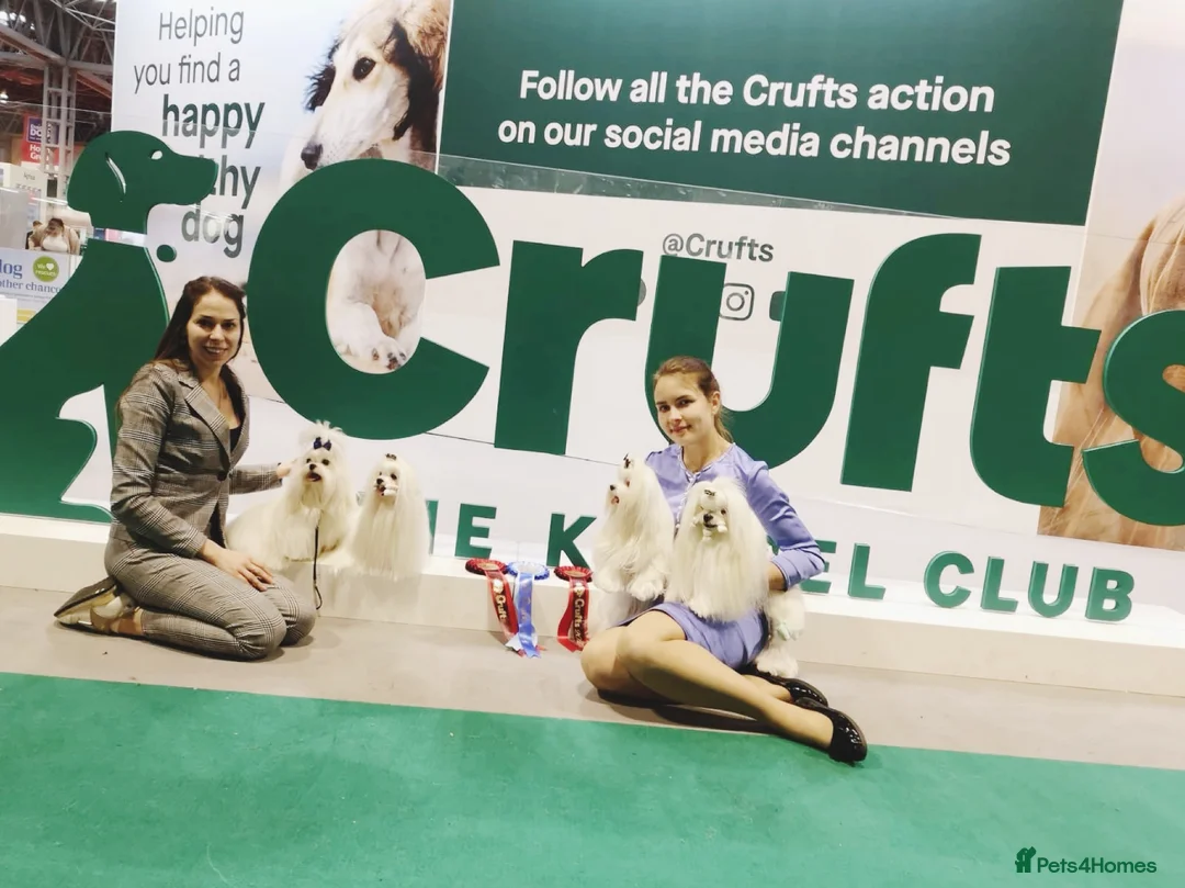 Maltese dogs for sale: Emperatrice Maltese-Korean Line Show Maltese KC Re - Advert 5