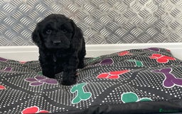 Cockapoo dogs for sale: F1 Cockapoo puppies for sale  - Image 23