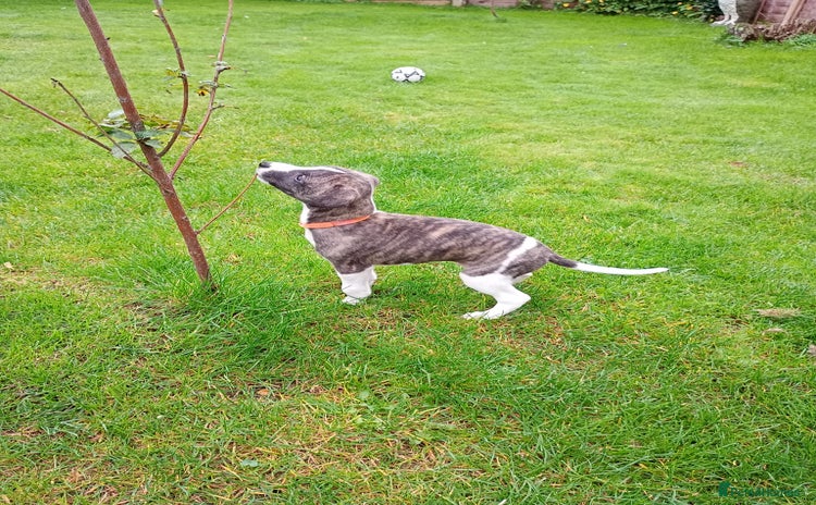 Whippet dogs - Advert 3
