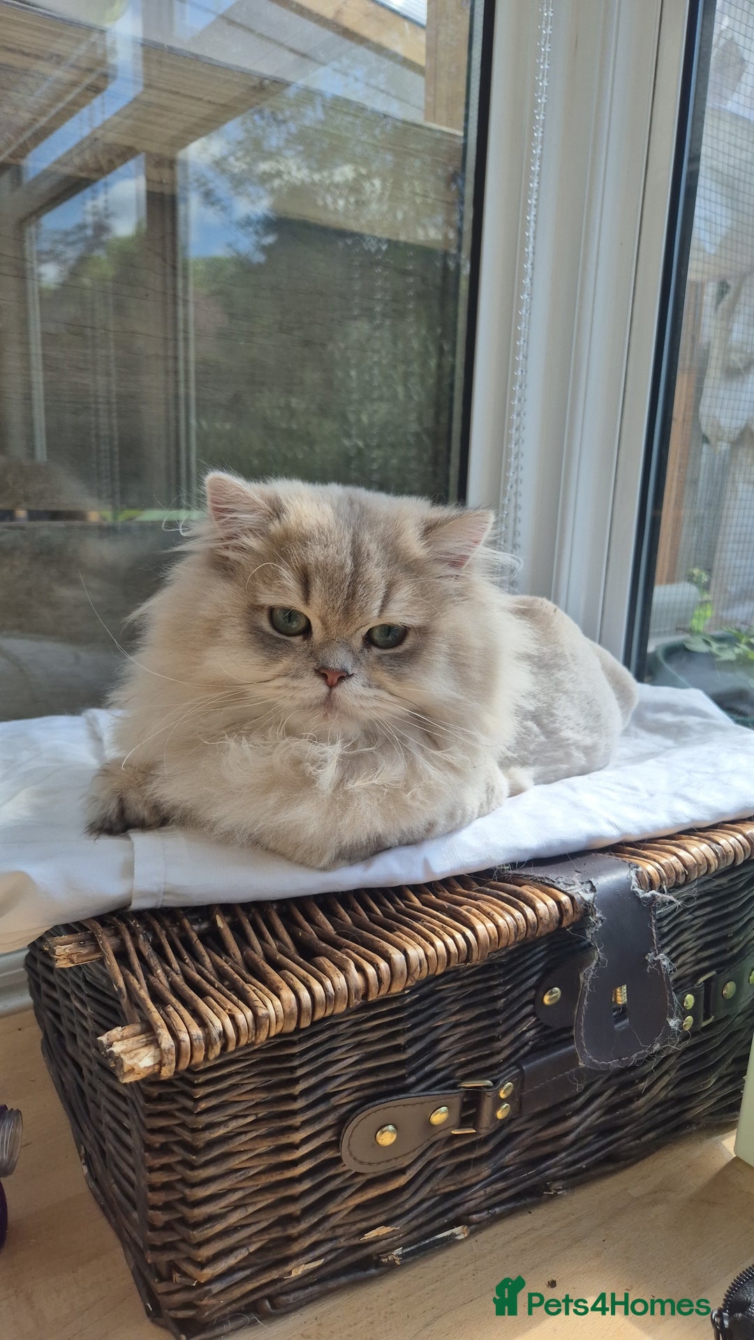British Longhair cats for stud: Stud (British Longhair  - Image 5