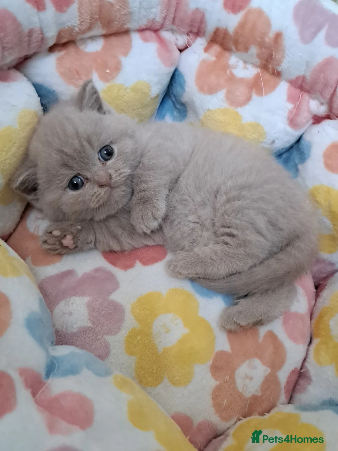 British Shorthair cats for sale: Chunky BSH kitten.PET ONLY - Advert 1