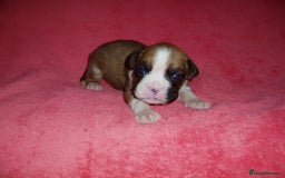Boxer dogs for sale: Health Tested COI 1.5% KC Registered - Image 25