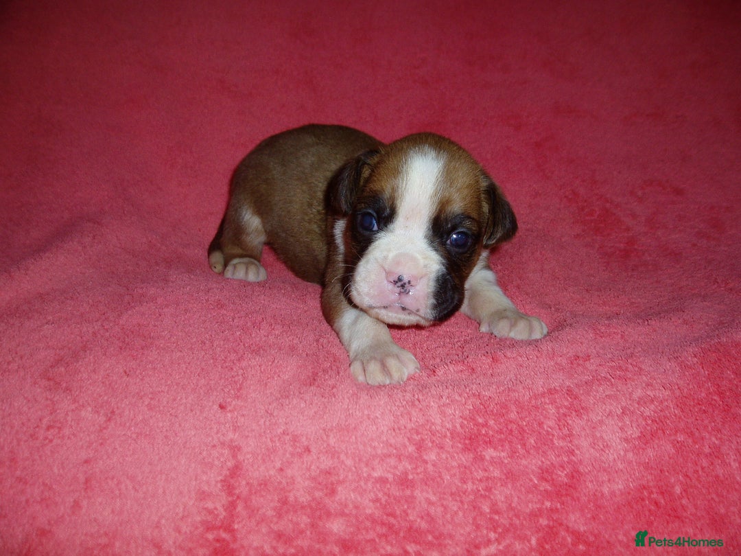 Boxer dogs for sale: Health Tested COI 1.5% KC Registered - Image 25