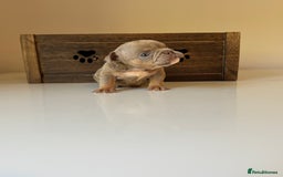 English Bulldog dogs for sale: 🏡 Ready to leave this Sunday 27.07.25 🏡 in Crawley - Image 7