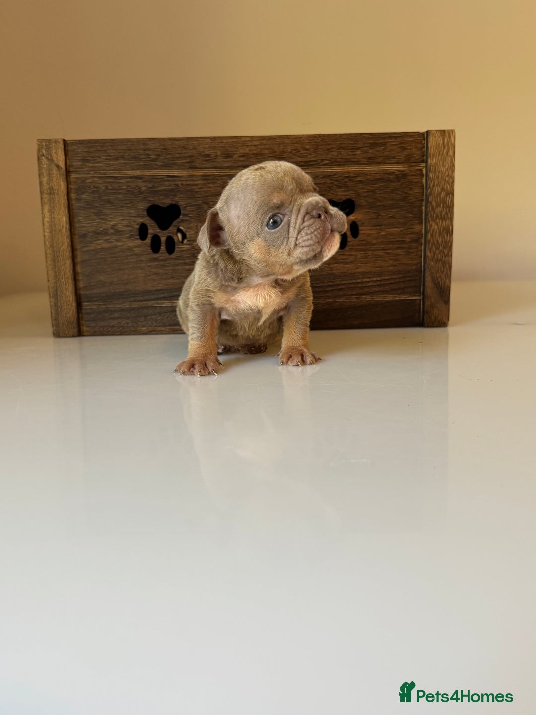English Bulldog dogs for sale: 🏡 Ready to leave this Sunday 27.07.25 🏡 in Crawley - Image 7
