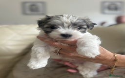 Maltipoo dogs for sale: Teacup maltipoo puppies  - Image 3