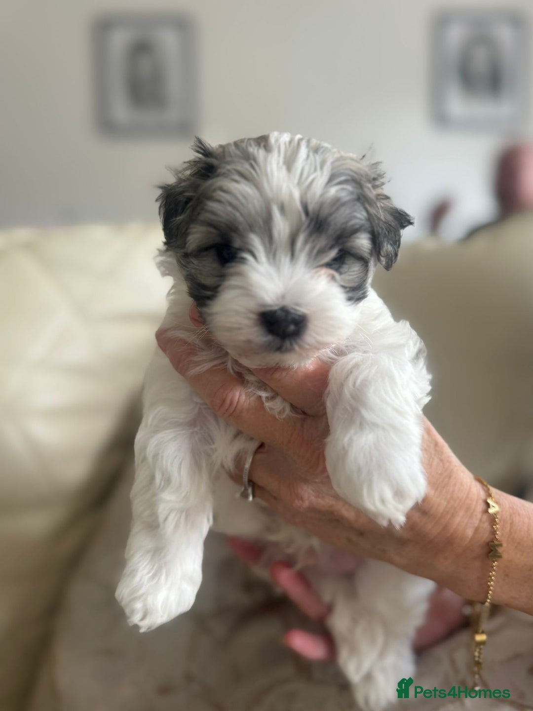 Maltipoo dogs for sale: Teacup maltipoo puppies  - Image 3