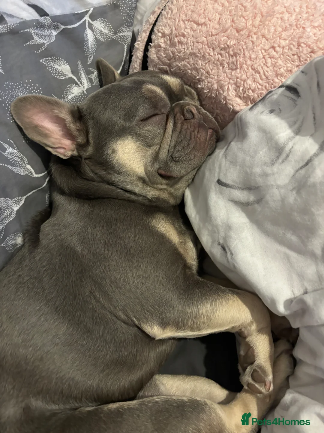 French Bulldog dogs for sale: Male French bulldog 2 years old  - Advert 1
