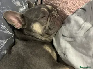 French Bulldog dogs Male French bulldog 2 years old - Advert 5