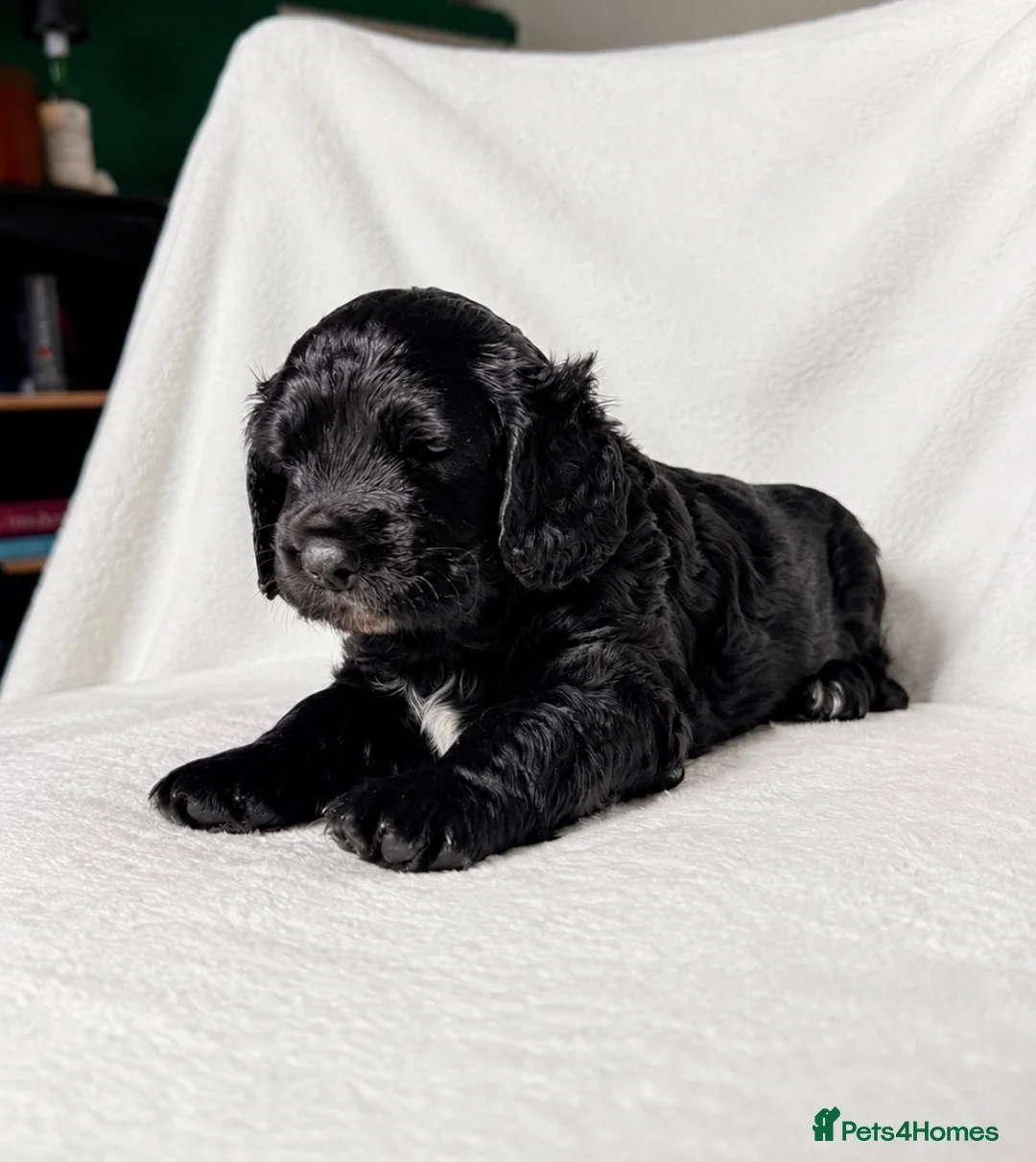 Mixed Breed dogs for sale: Sprockerpoo puppies  - Advert 4