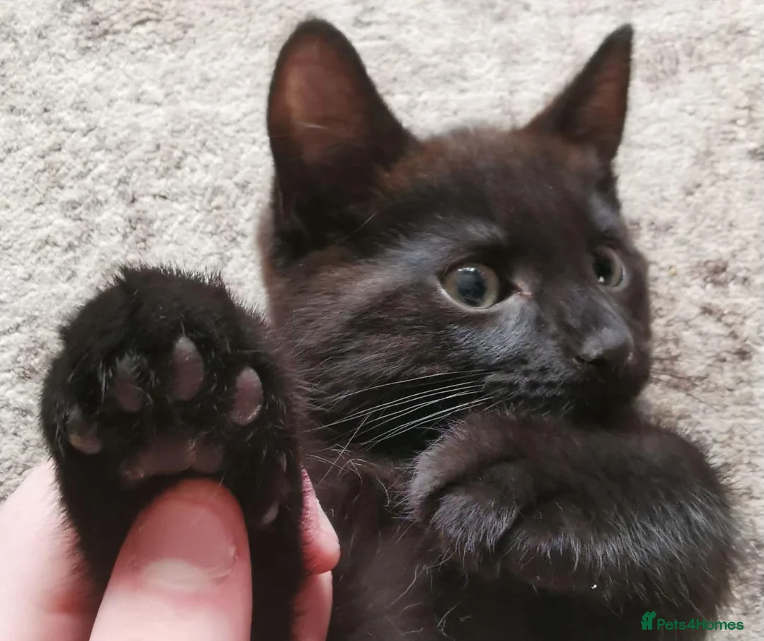 Mixed Breed cats for sale: Maine Coon X kittens in Swindon - Advert 9