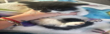 Tuxedo boy