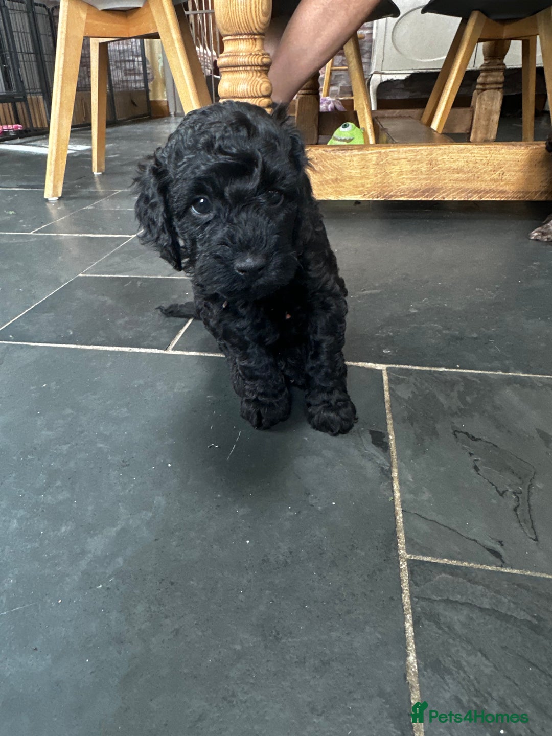 Miniature Poodle dogs for sale: Beautiful litter of Cheeky KC Reg. Mini Poodle's - Image 4
