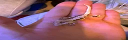 Gecko reptiles for sale: Baby crestie gekos  - Advert 4