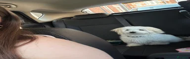 Maltese 1