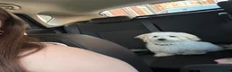 Maltese dogs for sale: Yoshi - Advert 2
