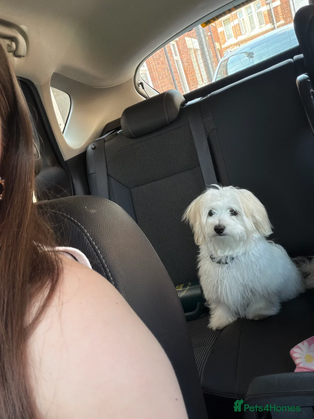 Maltese dogs for sale: Yoshi - Advert 2