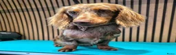 Miniature Dachshund dogs for stud: **RogueRoyales Stud Vuitton** PRA Clear - Advert 7
