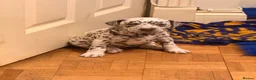 Dalmatian dogs for sale: 6 Dalmatian Puppies for Sale  in Heathfield - Advert 17