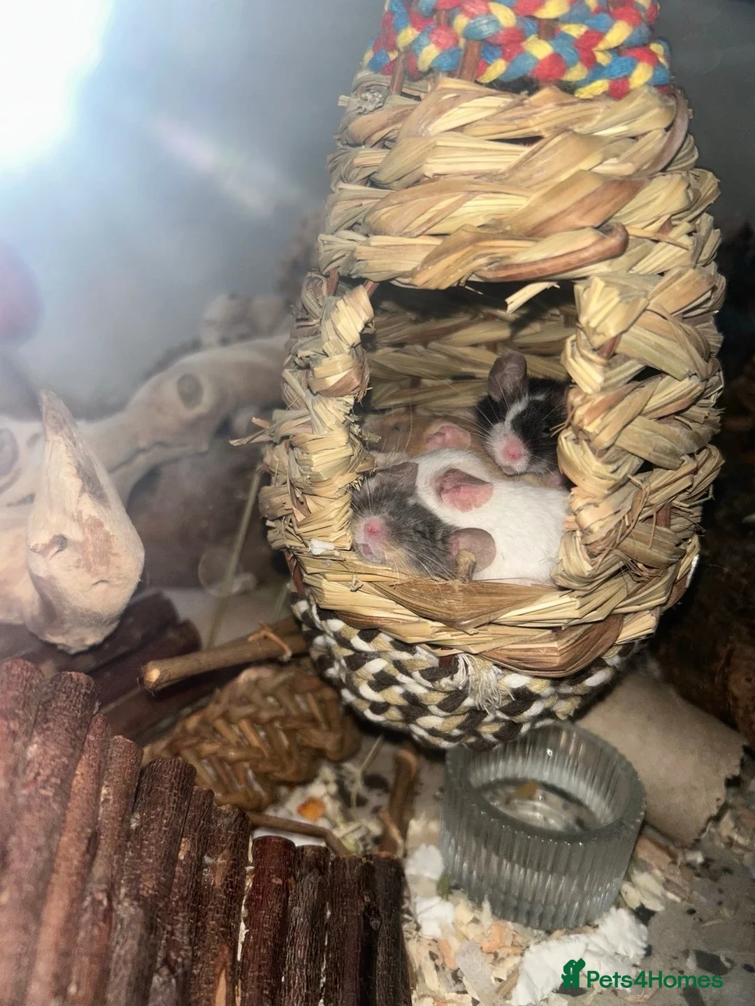 Mouse rodents for sale: 6 Fancy mice and cage  - Advert 1