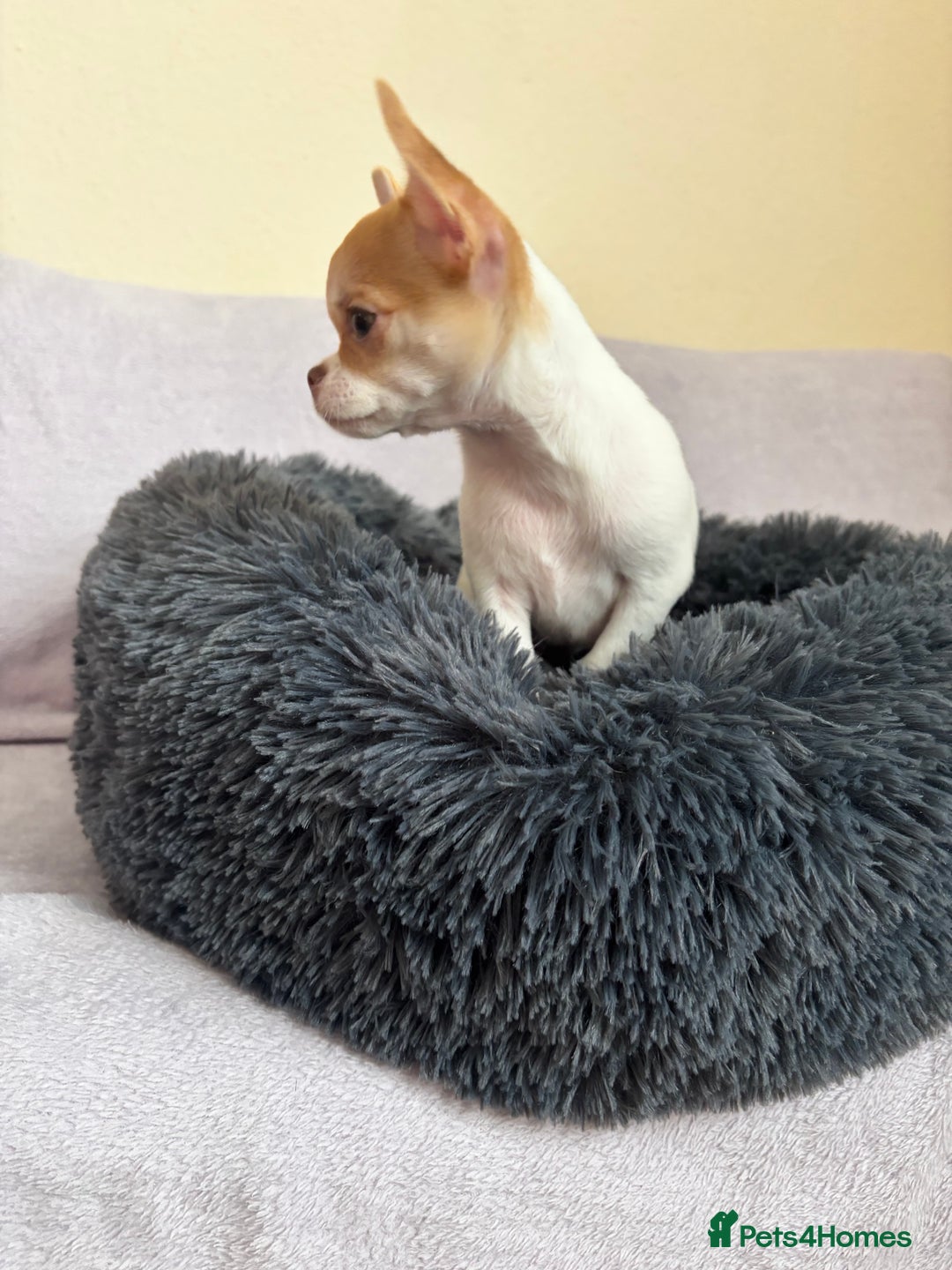 Chihuahua dogs for sale: Beautiful tiny puppies, Chihuahua - Advert 5