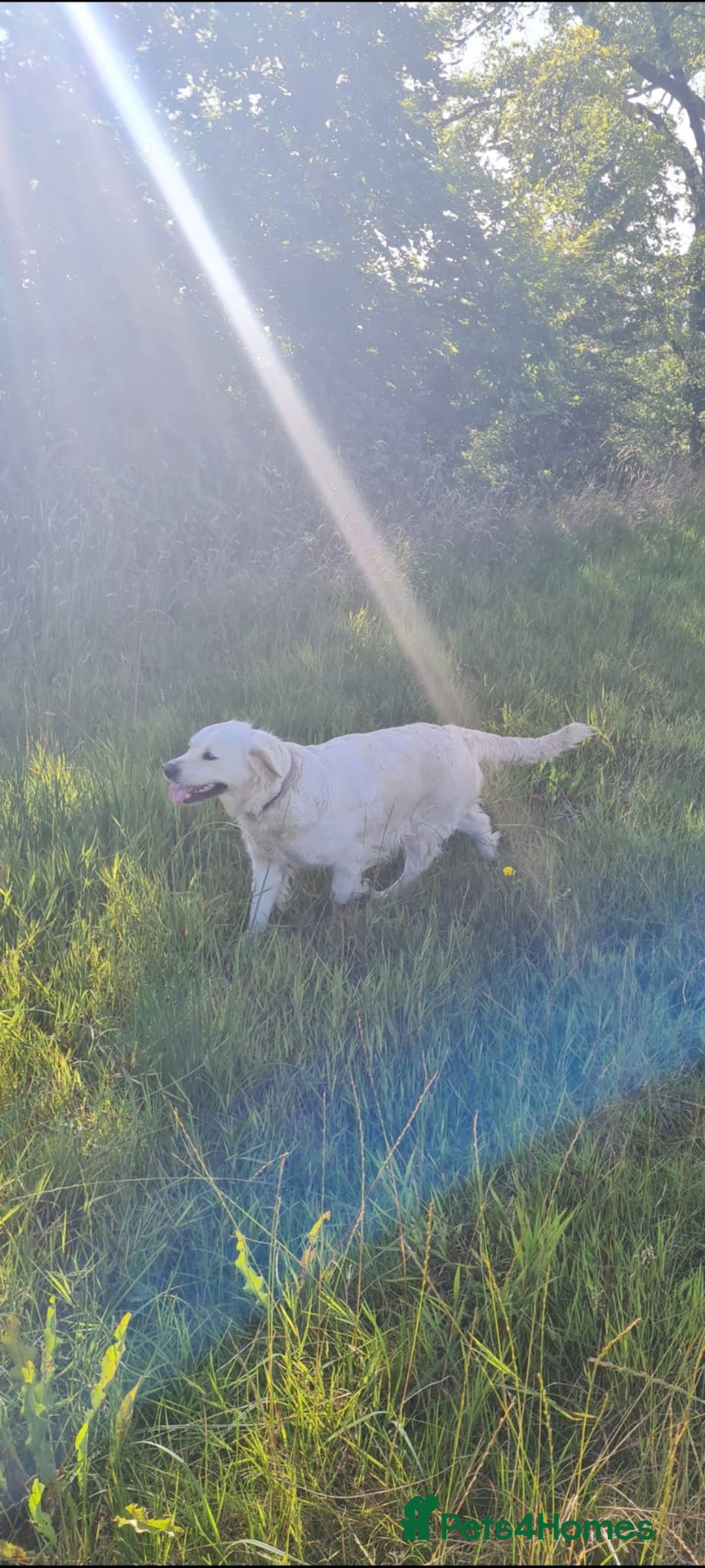 Golden Retriever dogs for sale: Top pedigree, purebred golden retriever puppies  - Image 5