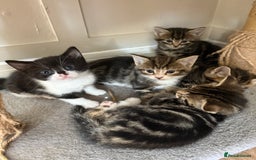 British Shorthair cats for sale: 6 Gorgeous Kittens - Image 3