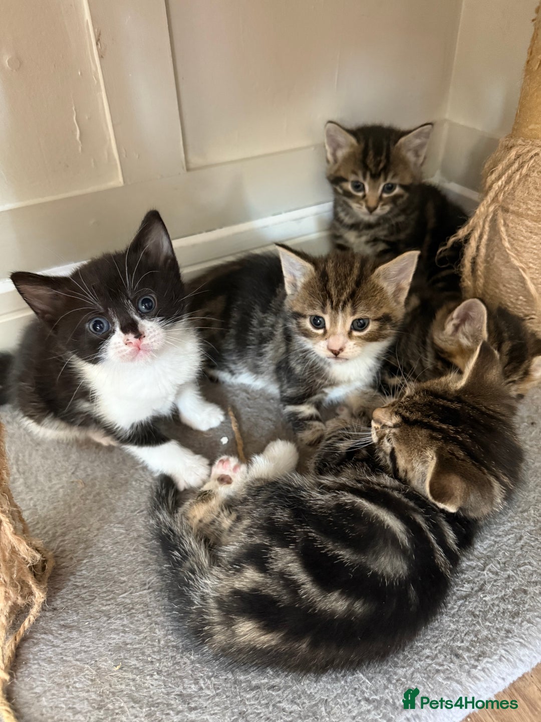 British Shorthair cats for sale: 6 Gorgeous Kittens - Image 3