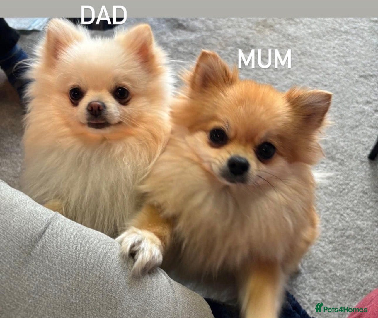 Pomeranian dogs Tiny White Pomeranian Girl – High Quality  - Advert 1