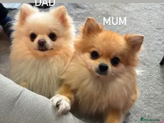 Pomeranian dogs Tiny White Pomeranian Girl – High Quality - Advert 1
