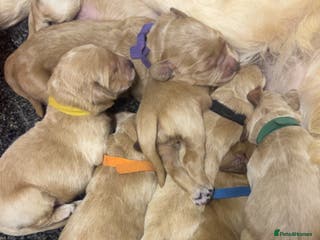 Goldendoodle dogs F1 golden doodle - Advert 2