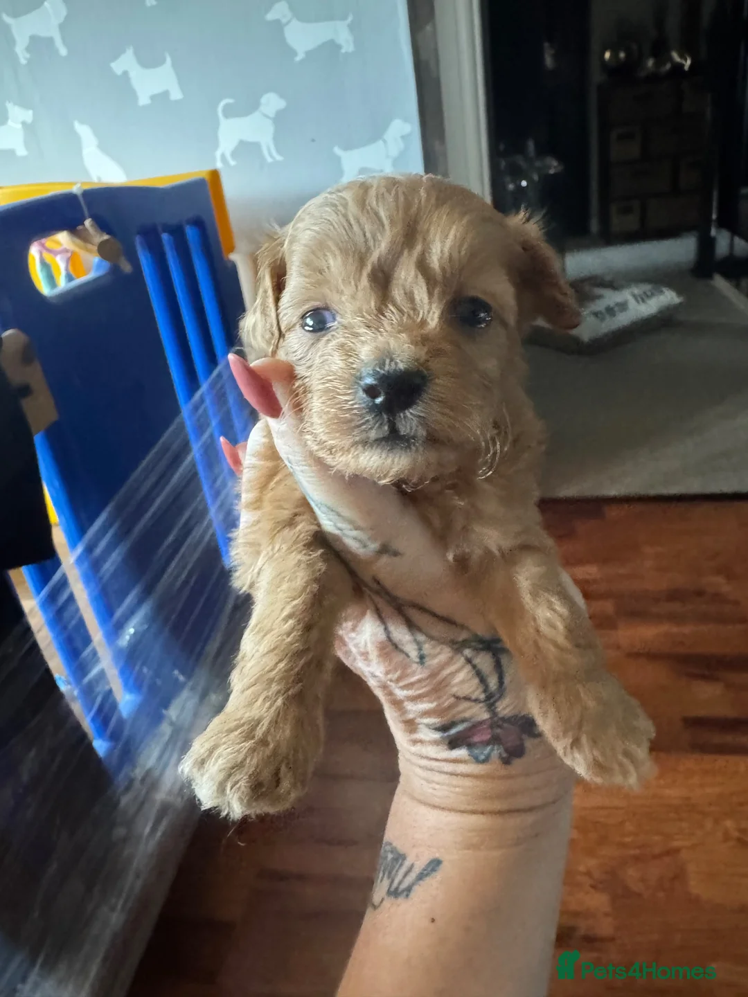 Maltipoo dogs for sale: Teddy bear maltipoo puppies  in Preston - Advert 11