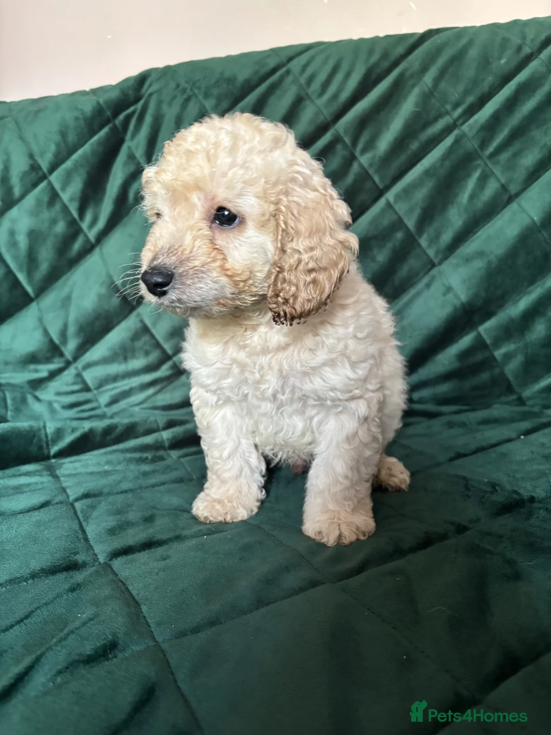 Cockapoo dogs for sale: Last little boy left Beautiful cockapoo puppies - Advert 1